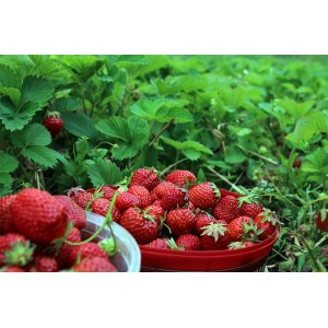 Jahoda (Fragaria x ananassa) ´SELVA´ stálorodiaca - multipaletka 10 ks